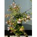 Abelia grandiflora
