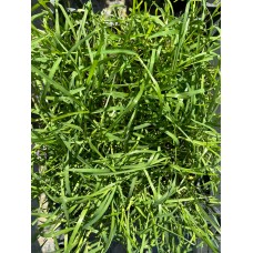 Bermuda Çimi (Ayrık Çimi)
Bermuda Çimi (Ayrık Çimi)