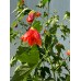 Abutilon pictum - Ağaç Küpesi
