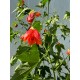 Abutilon pictum - Ağaç Küpesi
