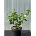 Jasminum sambac Full - Ful Yasemin
