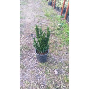 Yeşil Çıtır Taflan
