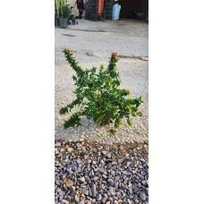 Abelia Beyaz Çiçekli
