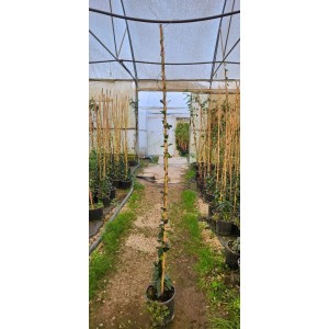 Arap Yasemini(Ryncospermium Jasminoıdes)
 Arap Yasemini(Ryncospermium Jasminoıdes)