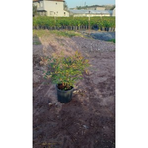 Boylu Nandina
 Boylu Nandina