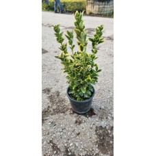 Gold Taflan
Gold Taflan