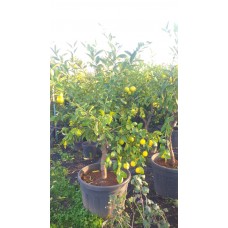 Limon Ağacı
Limon Ağacı