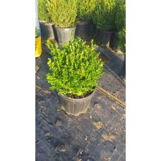 Top Şimşir
Top Şimşir