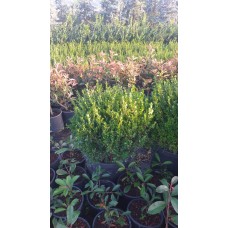 Top Şimşir Top Şimşir