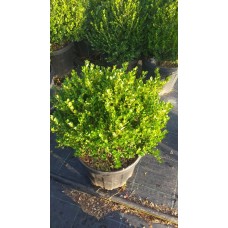 Top Şimşir
Top Şimşir