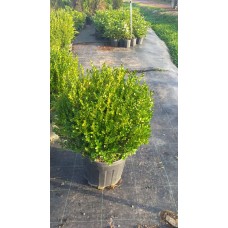 Top Şimşir
Top Şimşir