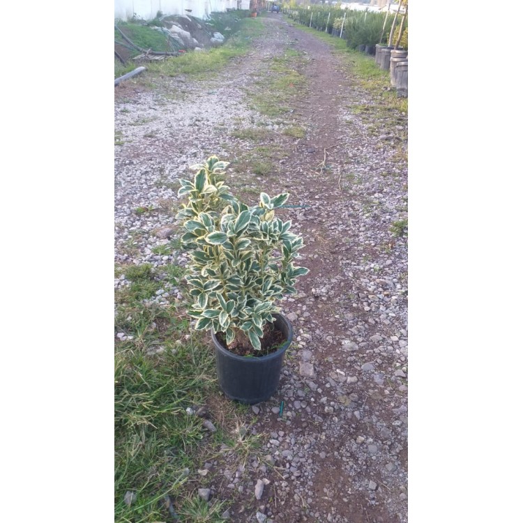 Taflan Bravo (Euonymus)
