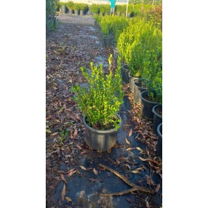 Şimşir Dağınık (Buxus)
