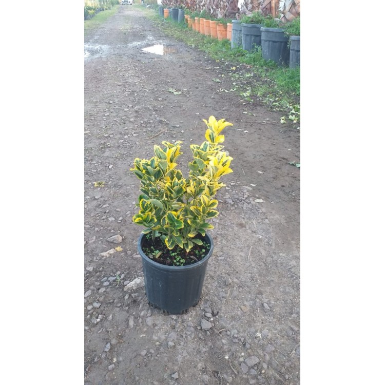 Taflan Gold (Euonymus)
