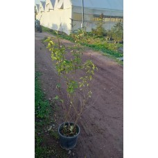 Leylak (Syringa)
Leylak (Syringa)