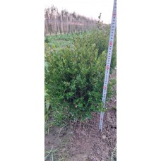 Buxus 40/50 cm (Şimşir)