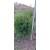 Buxus 40/50 cm (Şimşir)