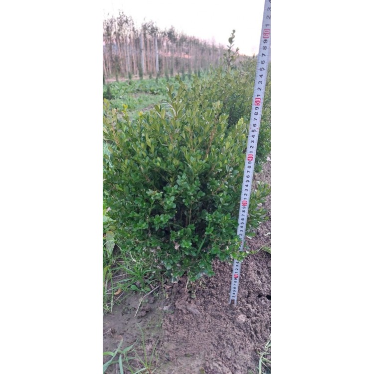 Buxus 40/50 cm (Şimşir)