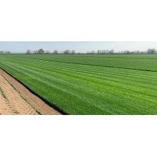 Rulo Çim
 Rulo Çim