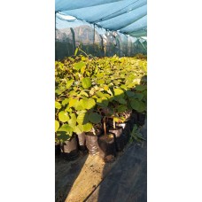 Hayward Kivi Fidanı (Dişi) 50-60cm Tüplü Hayward Kivi Fidanı (Dişi) 50-60cm Tüplü