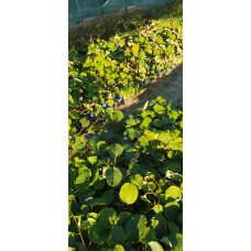 Hayward Kivi Fidanı Toptan Hayward Kivi Fidanı Toptan