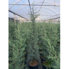 Mavi servi Aşılı Arizona