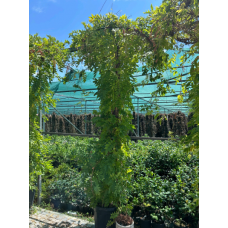 Wisteria Sinensis Umbrella - Mor Salkım
