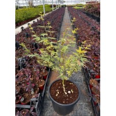 Acer Palmatum Butterfly
