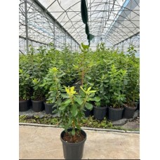 Arbutus Unedo,Kocayemiş
