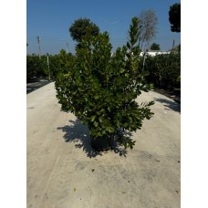 Arbutus Unedo ,Kocayemiş
