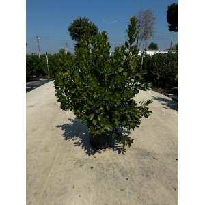 Arbutus Unedo ,Kocayemiş
 Arbutus Unedo ,Kocayemiş