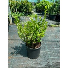 Azalea Japonica (Açelya)
