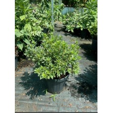 Azalea Japonica Varieagata(Açelya)
