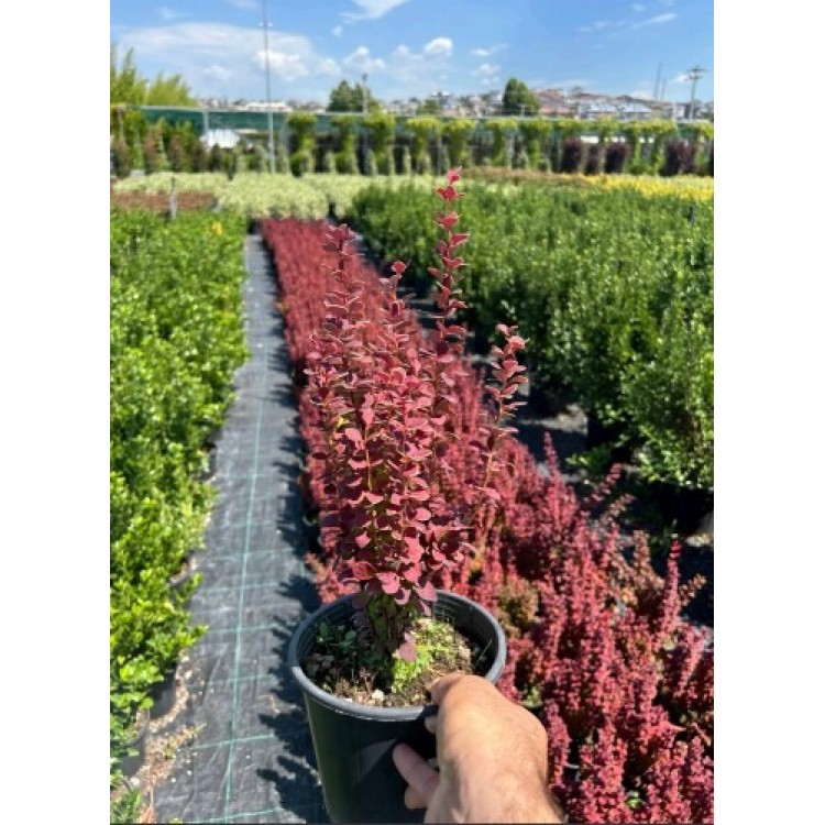 Berberis T. Orange Rocket
