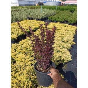 Berberis T. Red Rocket
 Berberis T. Red Rocket
