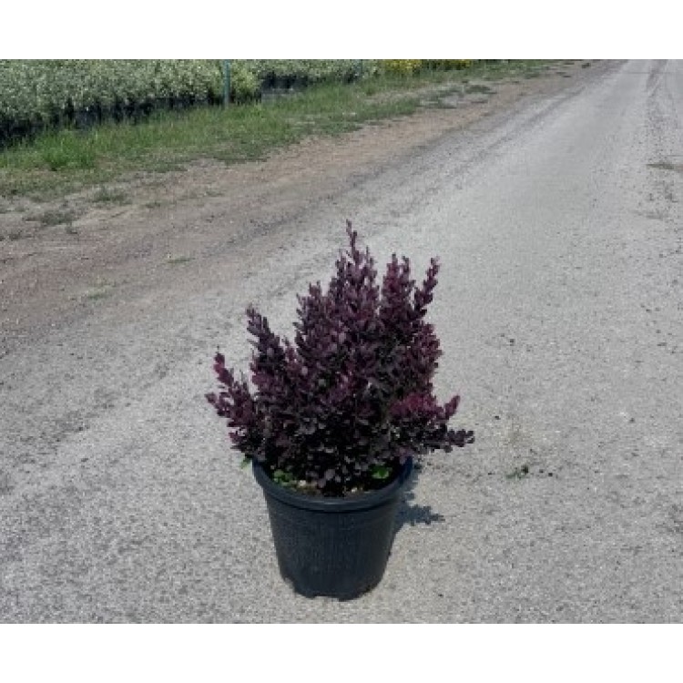 Berberis T.Chocolate Summer
