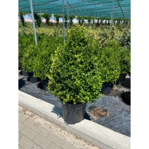 Buxus Mic. Faulkner(C
 Buxus Mic. Faulkner(C