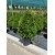 Buxus Mic. Faulkner(C
Buxus Mic. Faulkner(C