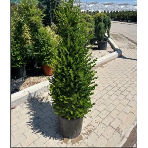 Buxus Mic. Faulkner(Şimşir)
 Buxus Mic. Faulkner(Şimşir)