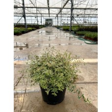 Abelia Grandiflora Confetti Birikim Süs Bitkileri
