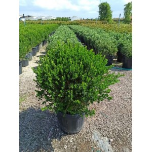 Buxus Mic. Faulkner (Şimşir)
 Buxus Mic. Faulkner (Şimşir)
