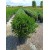 Buxus Mic. Faulkner (Şimşir)
Buxus Mic. Faulkner (Şimşir)