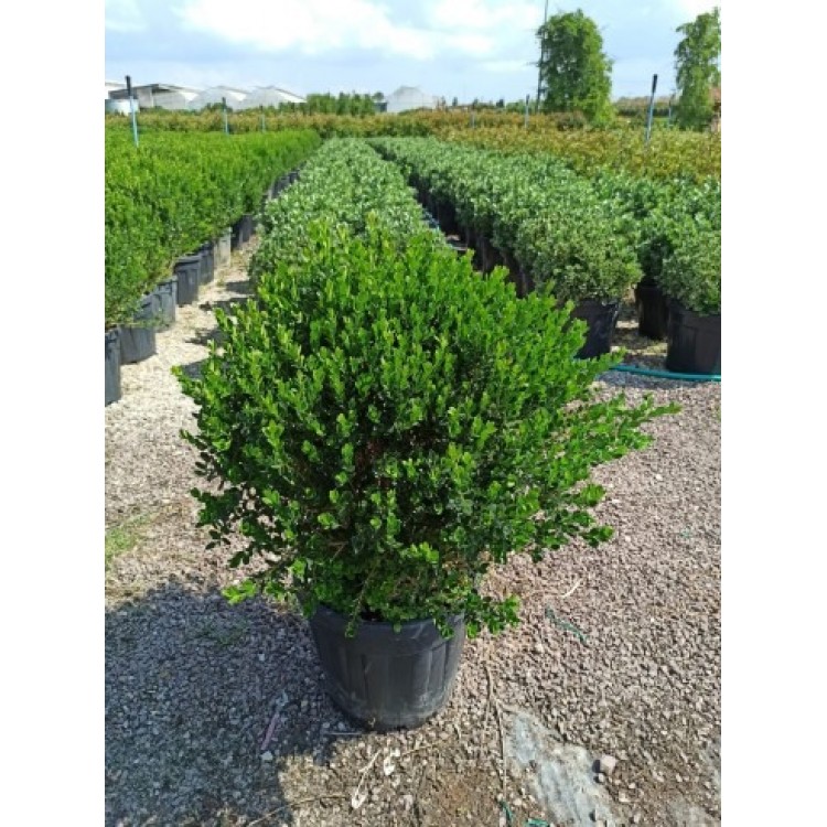 Buxus Mic. Faulkner (Şimşir)
