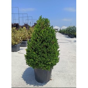 Buxus Mic. Faulkner(Şimşir)
 Buxus Mic. Faulkner(Şimşir)