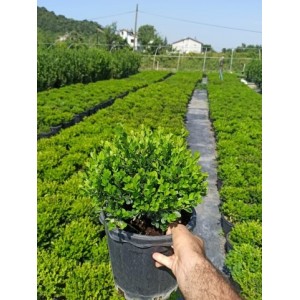 Buxus Microphylla Faulkner(Şimşir)
 Buxus Microphylla Faulkner(Şimşir)