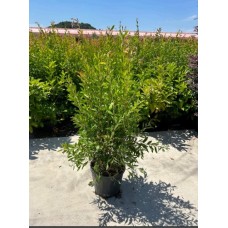 Callistemon Leavis(Fırça Çalısı)
