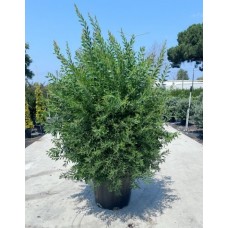 Callistemon Leavis(Fırça Çalısı)
