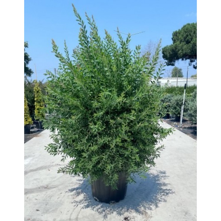 Callistemon Leavis(Fırça Çalısı)
