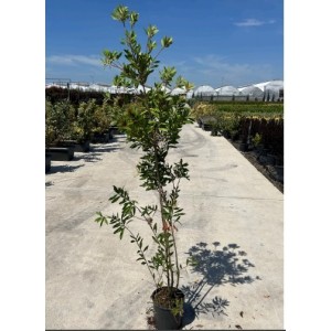 Callistemon Leavis(Fırça Çalısı)
 Callistemon Leavis(Fırça Çalısı)