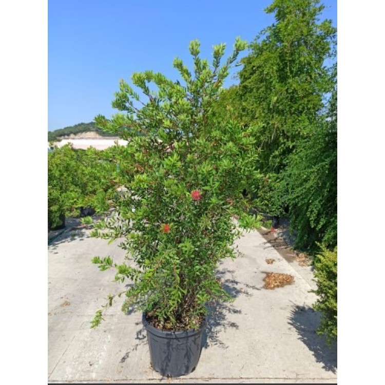 Callistemon Leavis(Fırça Çalısı)
